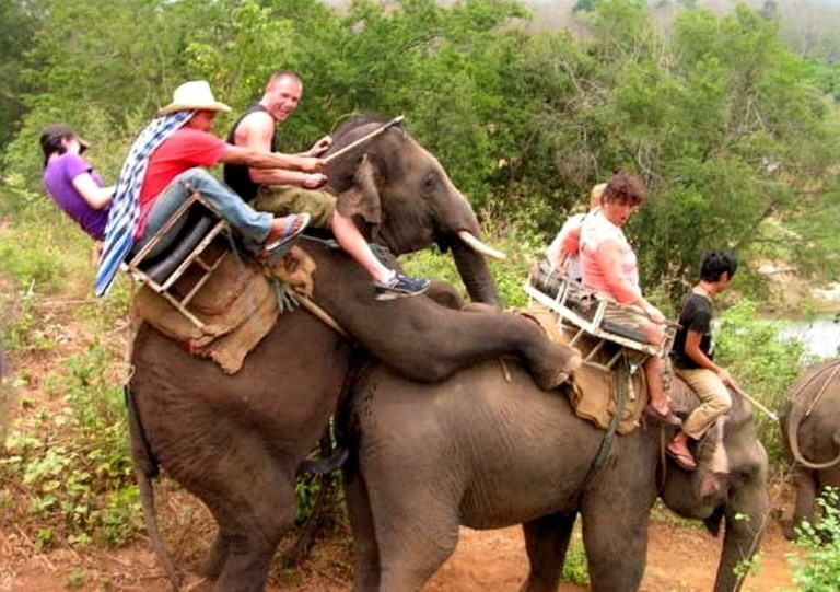 Situation délicate sur éléphants